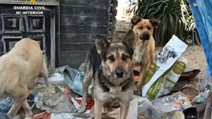 Illustration : 18 chiens retrouvés affamés dans une ferme de l'horreur ont pu être sauvés. La propriétaire arrêtée !