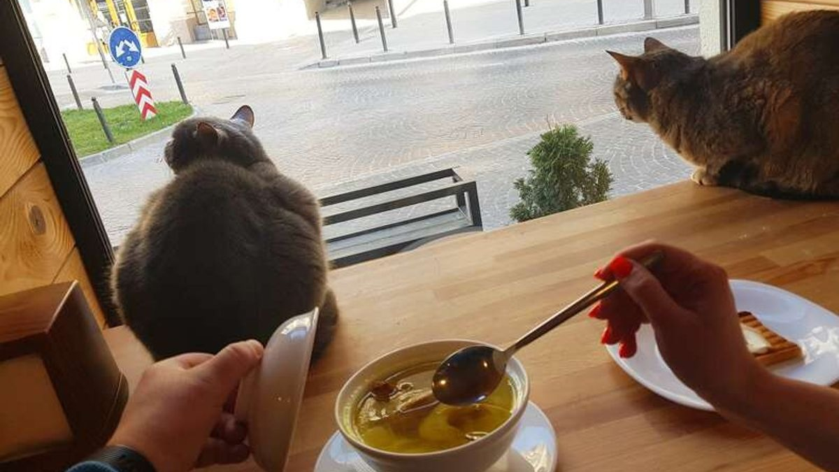 Illustration : "Un bar à chats ukrainien décide de rester ouvert pour s'occuper de ses 20 résidents, malgré les conflits"