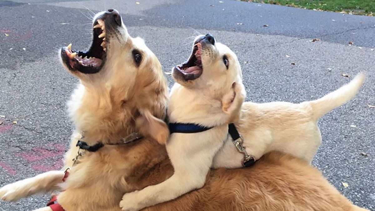 Illustration : "20 photos d'animaux qui découvrent les joies de la parentalité"