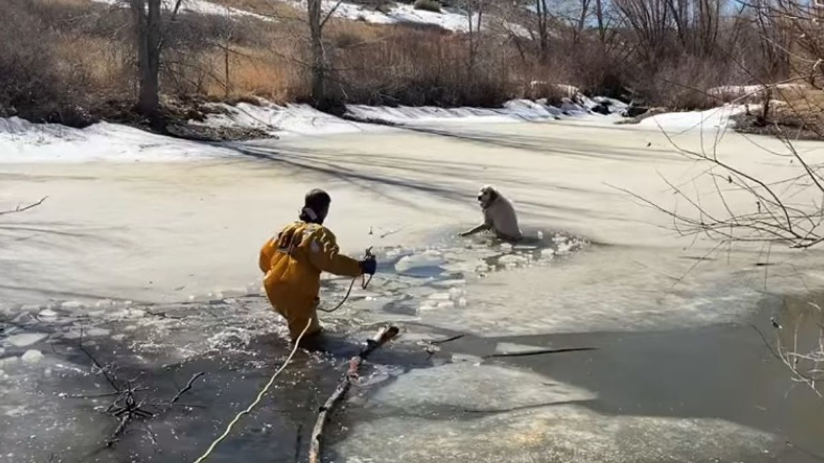 Illustration : "Un pompier saute dans un étang glacé afin d'en extirper un chien prisonnier (vidéo)"