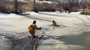 Illustration : Un pompier saute dans un étang glacé afin d'en extirper un chien prisonnier (vidéo)