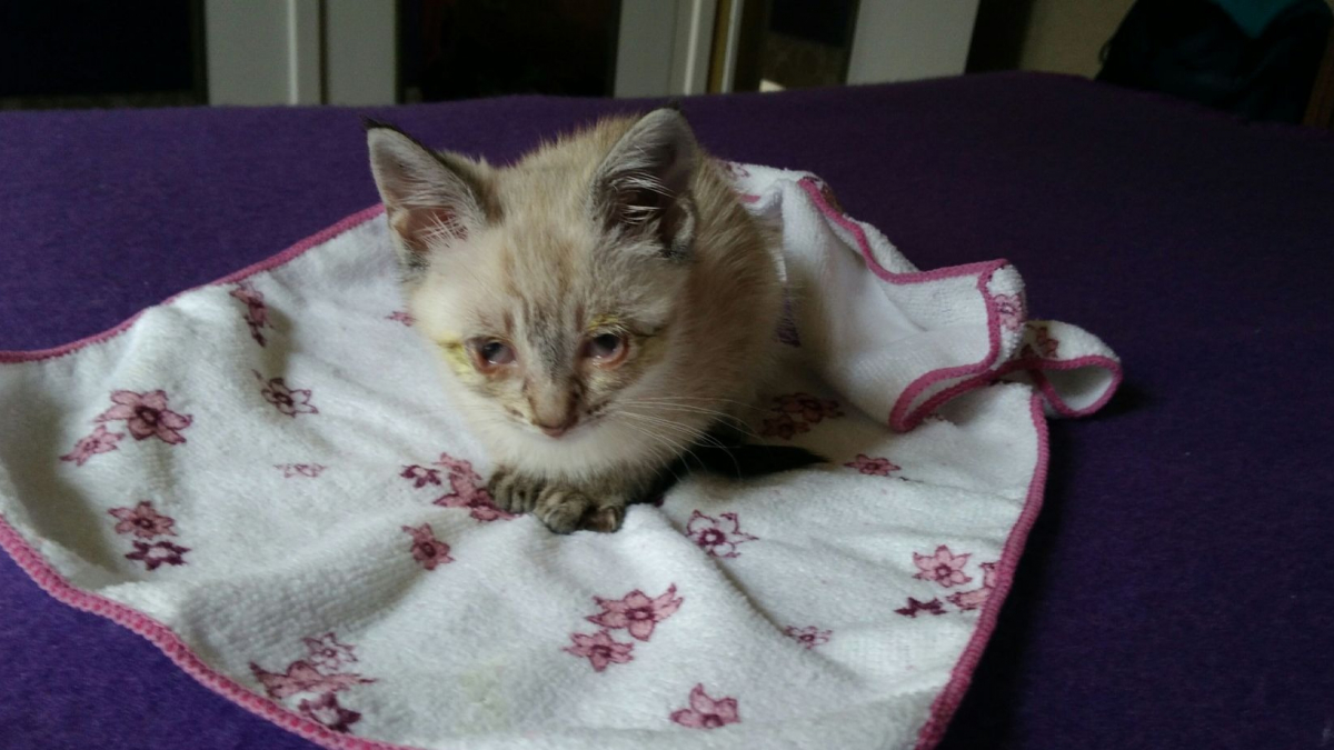 Mourant Et Livre A Lui Meme Un Chaton Peut Remercier Sa Bonne Etoile D Avoir Fait Une Rencontre Salvatrice