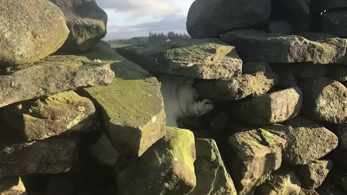 Illustration : "Un chien en promenade repère un chat coincé dans un mur en pierre : une opération de sauvetage est lancée"