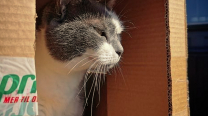 Illustration : 13 photos de chats pour lesquels les boîtes en carton sont les meilleurs paniers au monde !