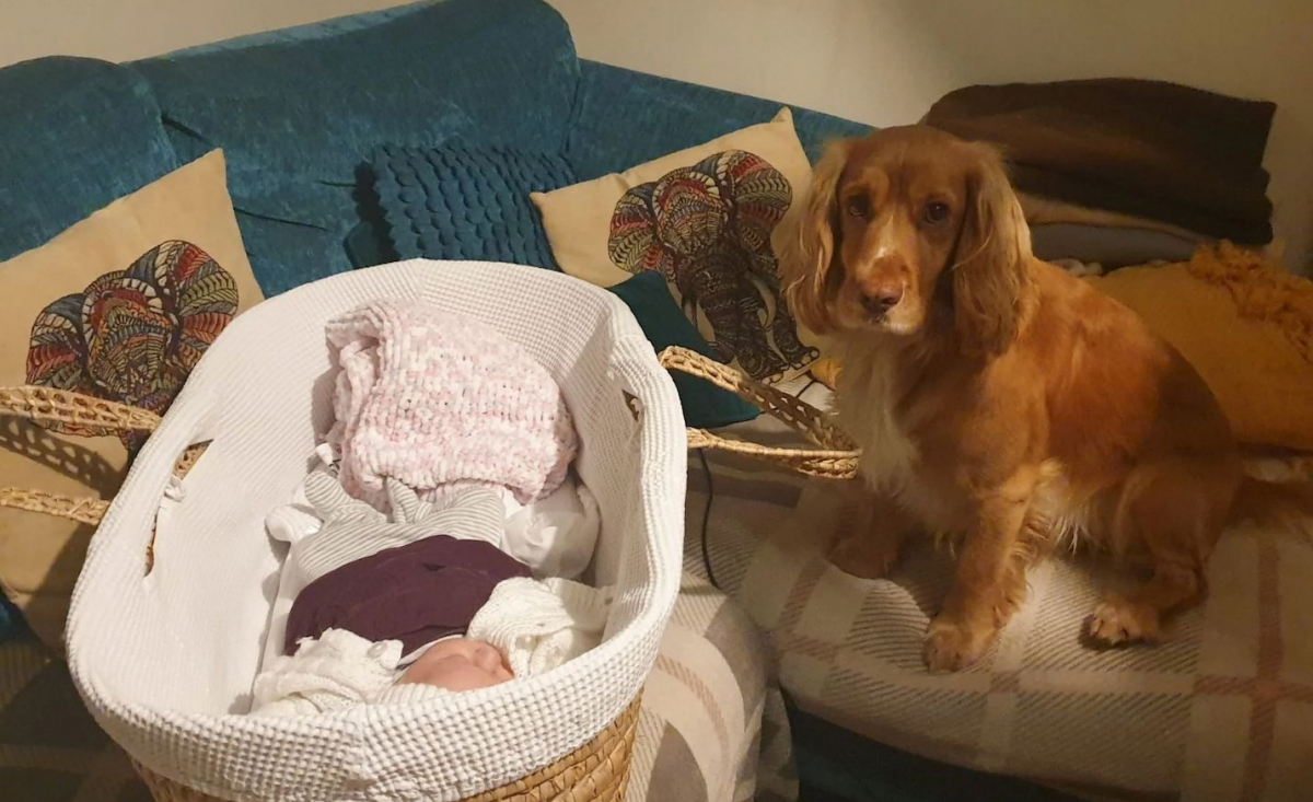 Illustration : "Un chien lié à l'enfant de ses propriétaires l'aide à franchir des étapes importantes, comme l'apprentissage de la marche"