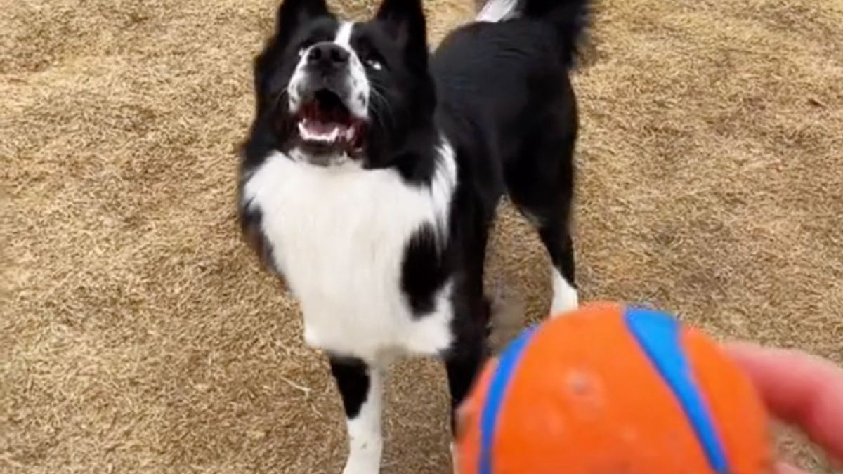 Illustration : "Malgré sa cécité, ce chien croque la vie à pleines dents et adore courir après une balle ! (Vidéo)"