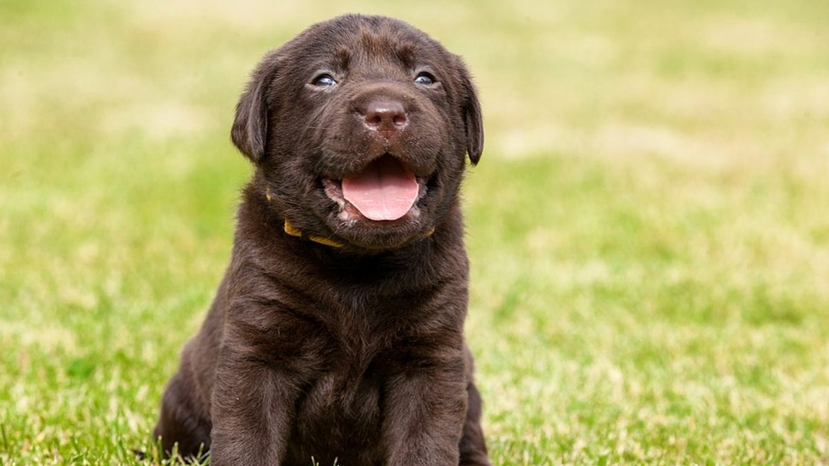 Illustration : "La police forme 2 chiots Labradors pour lutter contre les problèmes de santé mentale dans les écoles"