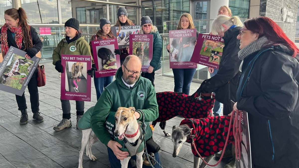 Illustration : "Pays de Galles : des associations de protection animale réclament l'interdiction des courses de Lévriers, une pétition est lancée"