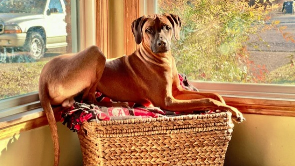 Illustration : "19 photos de Rhodesian Ridgebacks, une race de chien originaire d'Afrique du Sud"