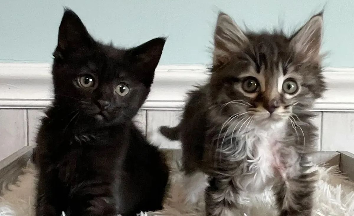 Illustration : "2 chatons découverts en mauvaise santé reçoivent l'accueil le plus doux de la part des chats de leur famille d'accueil"