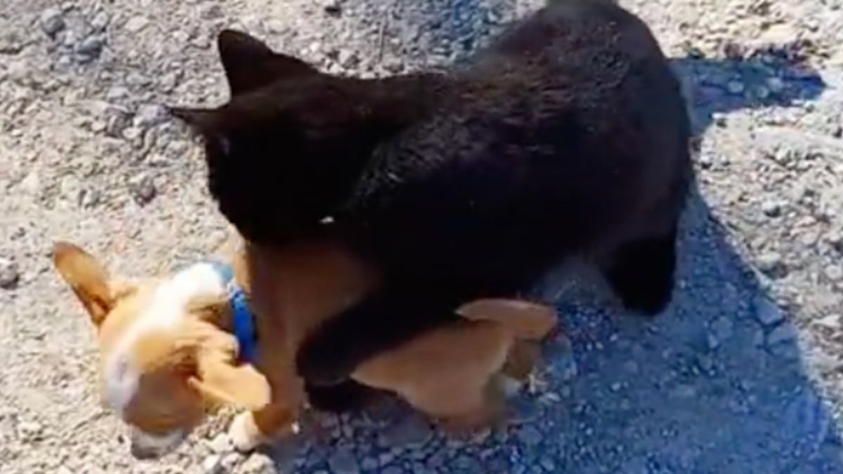 Illustration : "Elle découvre avec stupéfaction un chiot dans la bouche de son chat. Résultat : la famille s'agrandit ! (Vidéo)"