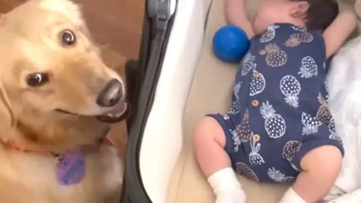 Illustration : "« Elle la considère comme sa sœur » : une chienne place sa balle préférée à côté d'un bébé dans l'espoir de jouer (vidéo)"