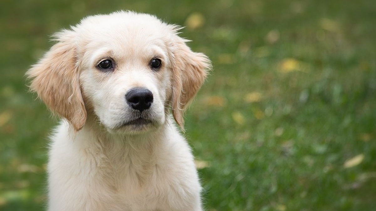 Illustration : "Un chiot Golden Retriever réveille sa propriétaire au milieu de la nuit pour la sauver d'un incendie"