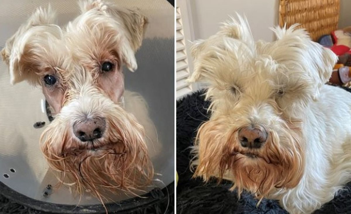 Illustration : "Grâce à une opération chirurgicale délicate, ce Schnauzer nain autrefois malvoyant peut de nouveau contempler le monde qui l'entoure"