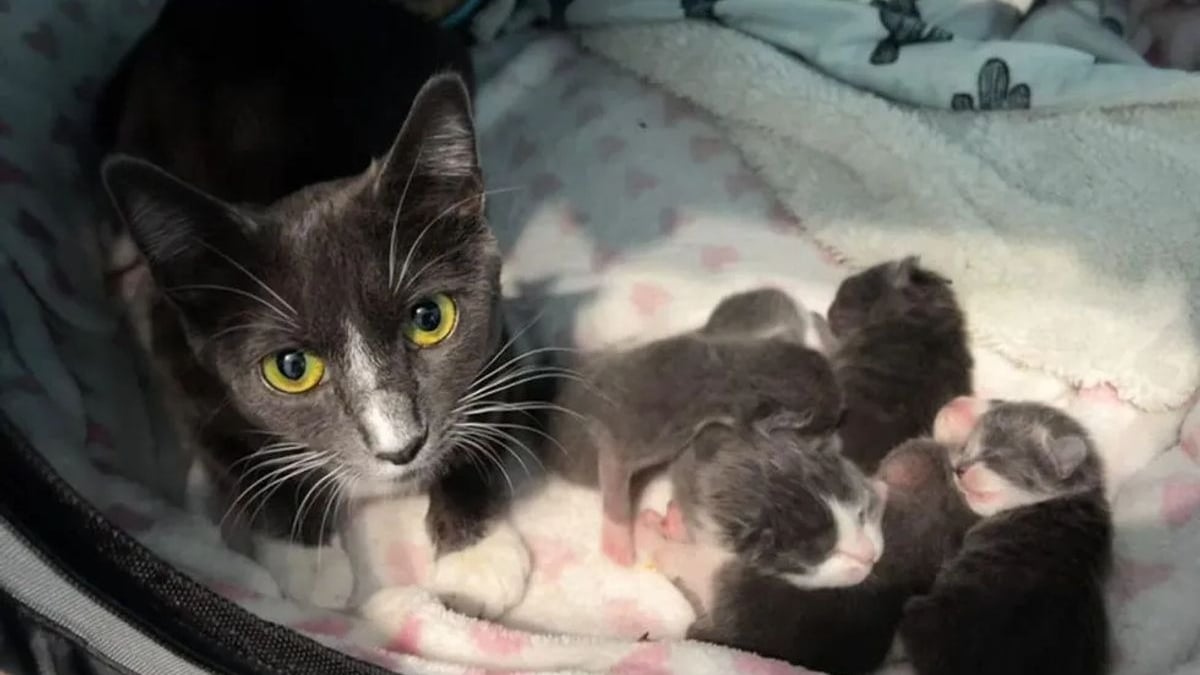 Illustration : "Une chatte abandonnée trouve à temps un toit sécurisant au-dessus de sa tête pour donner naissance à ses chatons"