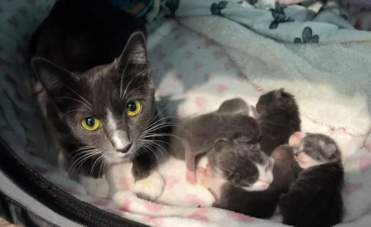 Illustration : "Une chatte abandonnée trouve à temps un toit sécurisant au-dessus de sa tête pour donner naissance à ses chatons"