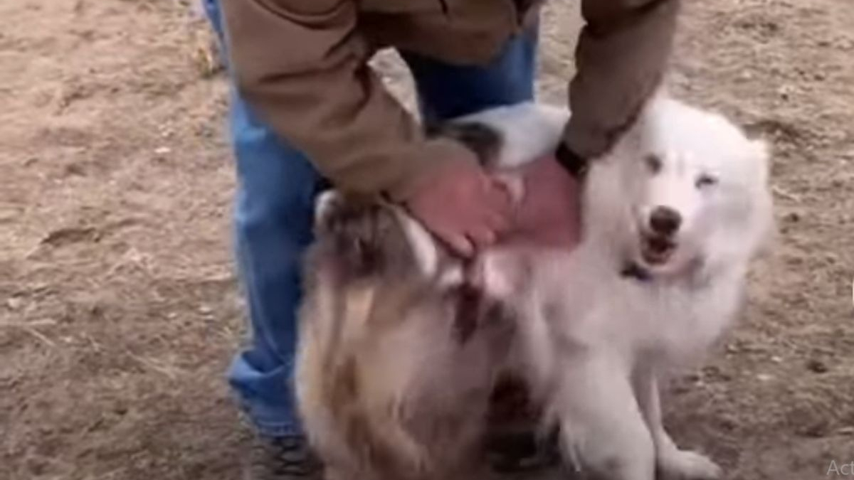 Illustration : "Les émouvantes retrouvailles entre un chien aveugle et son grand père séparés pendant 1 an à cause de la pandémie (vidéo)"