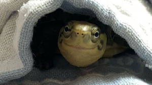 Illustration : "20 photos de tortues qui vont vous attendrir"