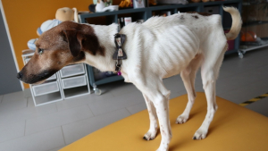 Illustration : Un chien rachitique et laissé pour mort sur la plage se refait une santé à la SPA