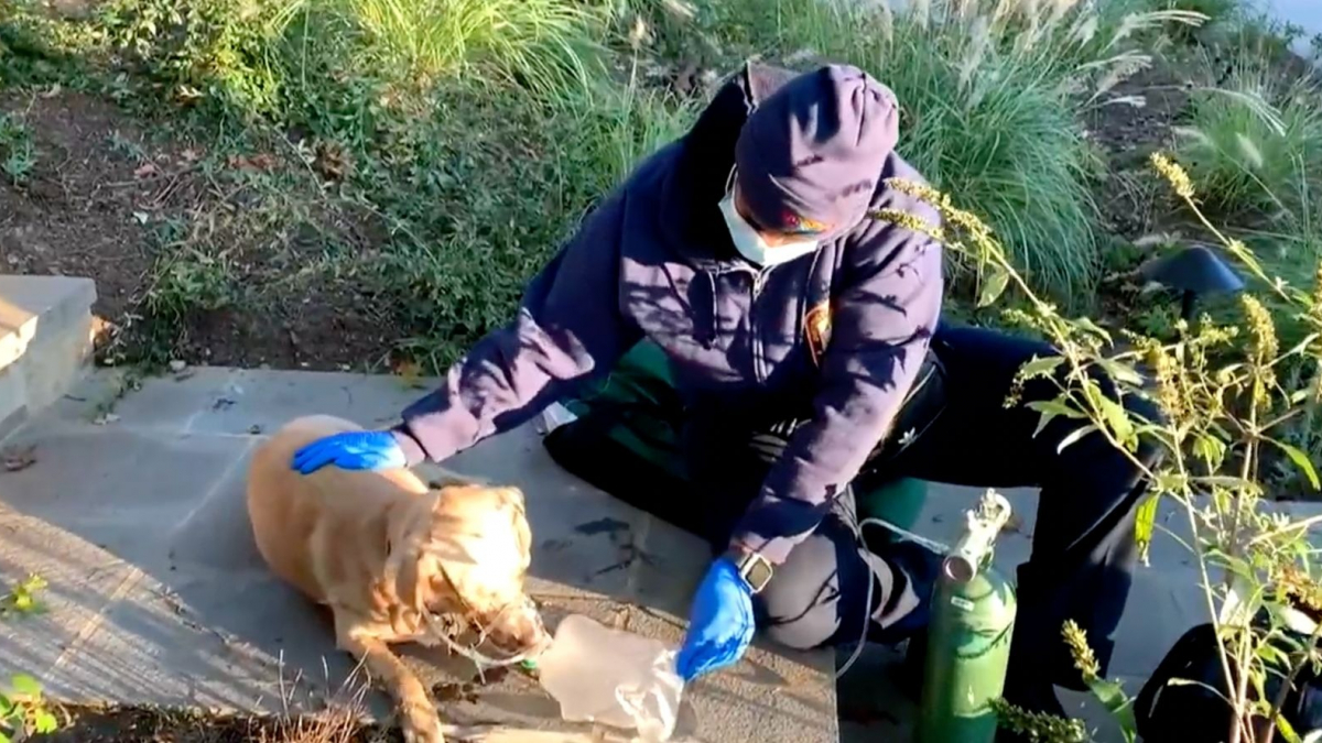 Illustration : "Une chienne sauvée d'une maison en feu passe 4 jours jours sous oxygène, sa famille exprime sa gratitude envers les sauveteurs"