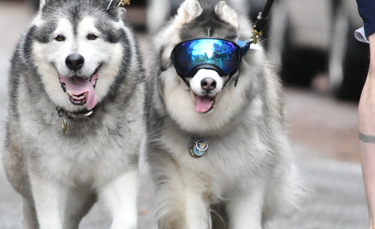 Illustration : "Un Malamute de l'Alaska fait le bonheur de son meilleur ami aveugle en l'aidant à pratiquer ses activités préférées"