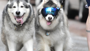 Illustration : "Un Malamute de l'Alaska fait le bonheur de son meilleur ami aveugle en l'aidant à pratiquer ses activités préférées"