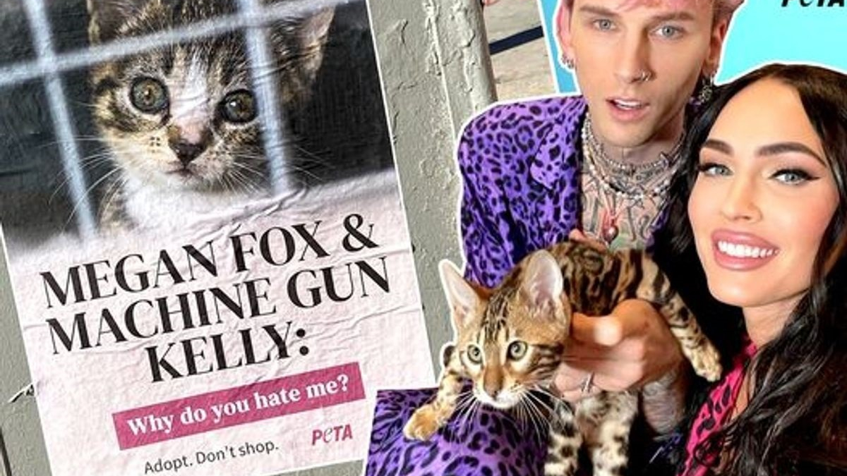 Illustration : "L'association PETA épingle l'actrice Megan Fox et son compagnon Machine Gun Kelly pour avoir adopté un chat de race plutôt qu'en refuge"