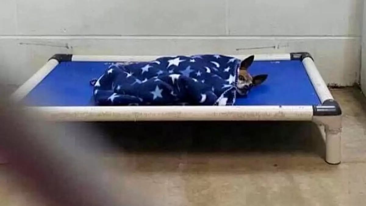 Illustration : "En attendant sa famille pour la vie, ce Chihuahua sénior trouve du réconfort en se blottissant chaque nuit sous une couverture"