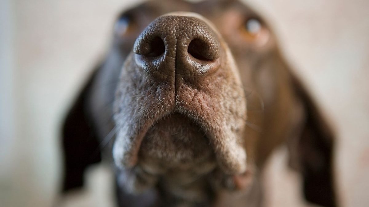 Illustration : "9 choses que l'odorat de votre chien est capable de déceler contrairement au vôtre"