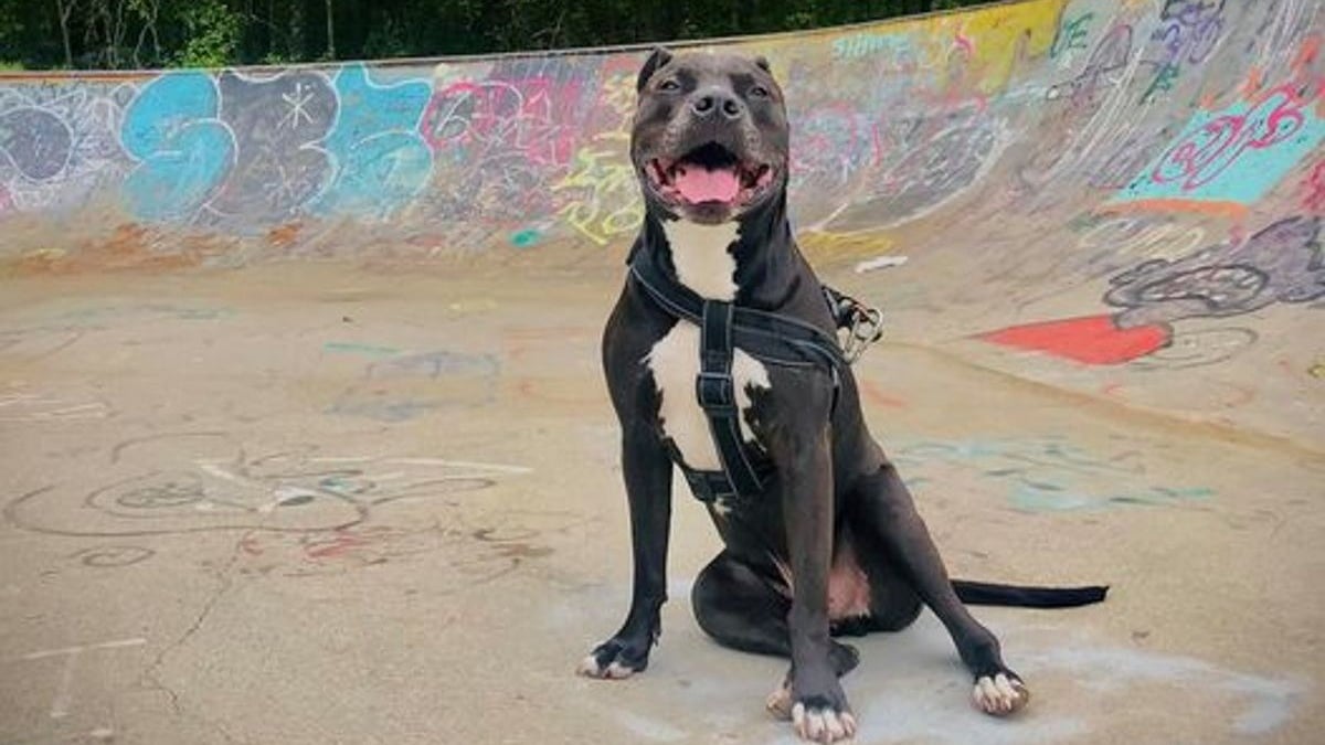 Illustration : "Voyant la maison de ses voisins en flammes, un homme s’y engouffre courageusement pour sauver leur Pitbull"