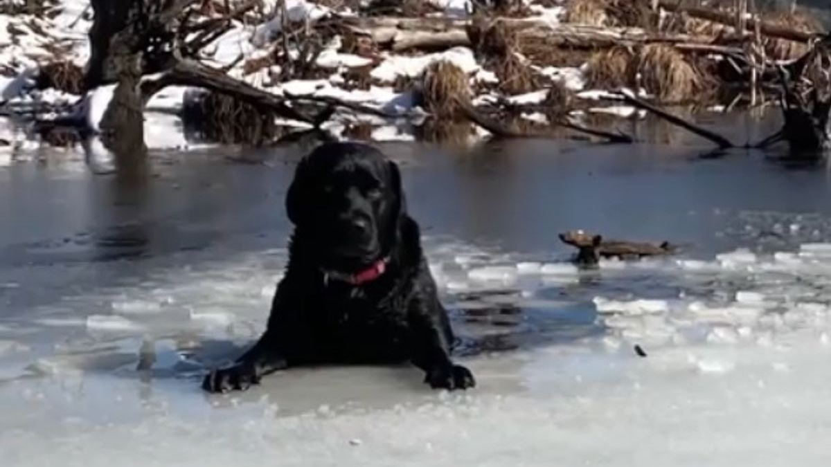 Illustration : "Un pompier vole au secours d’un chien tombé dans un étang gelé, sous le regard impuissant et inquiet de sa propriétaire"