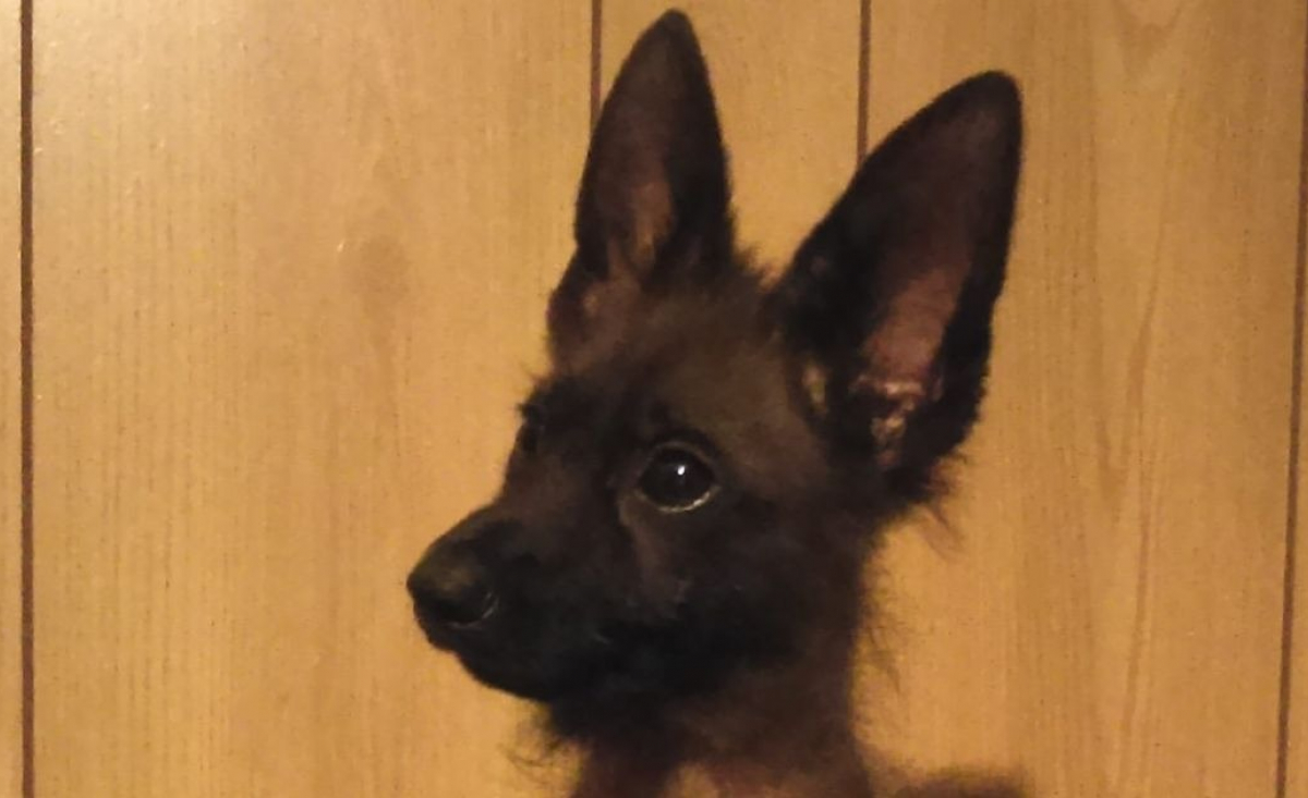 Illustration : "Ce Berger Allemand nommé Rambo ressemblera toujours à un chiot en raison d'une maladie rare"