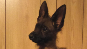 Illustration : "Ce Berger Allemand nommé Rambo ressemblera toujours à un chiot en raison d'une maladie rare"