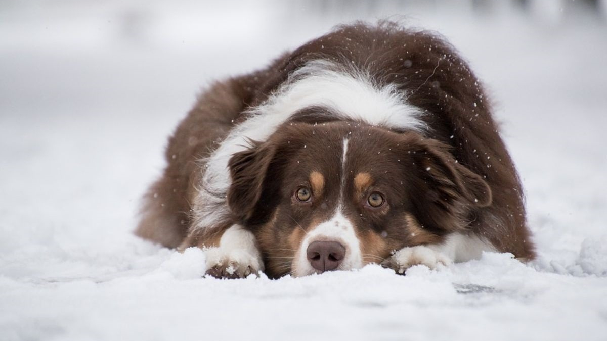 Illustration : "Emporté par une avalanche et persuadé d'avoir perdu à jamais son chien, un couple découvre le sens du mot 