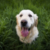 Illustration : Découvrez 8 types de chiens d'assistance qui rendent la vie meilleure aux humains