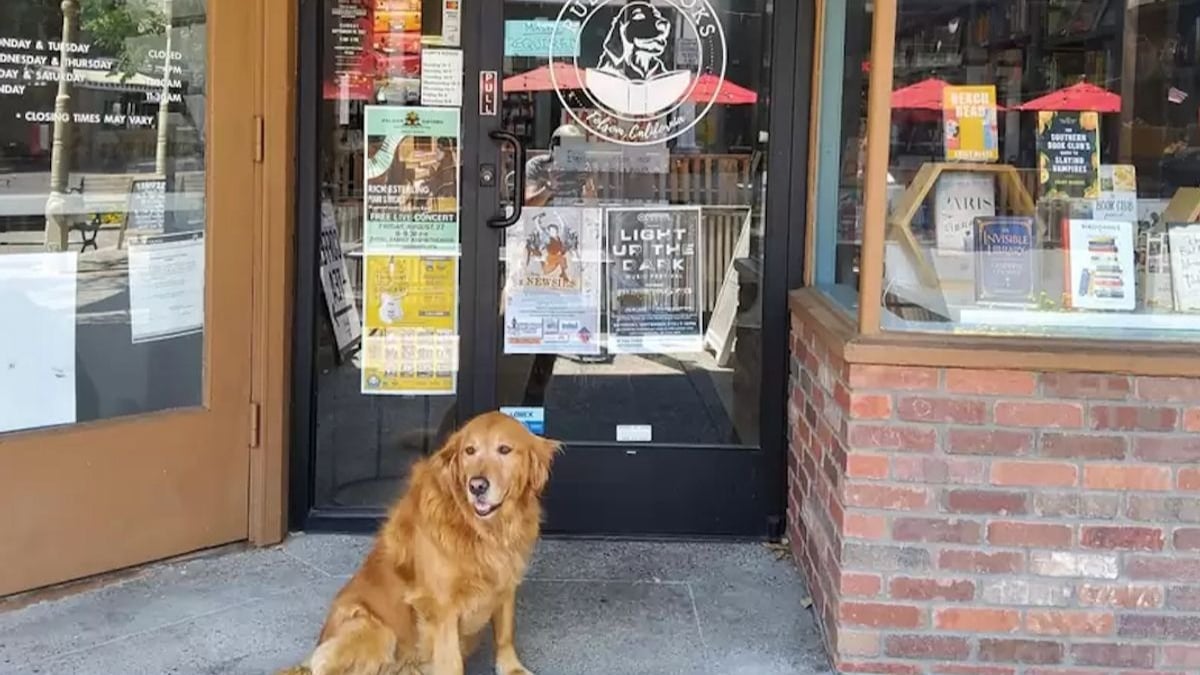 Illustration : "Leur chienne joue les hôtesses dans leur librairie, ils décident de nommer l'établissement en son honneur"