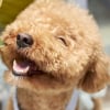 Illustration : L&rsquo;AKC d&eacute;voile son classement 2021 des races canines les plus populaires aux USA, le Caniche de nouveau dans le top 5