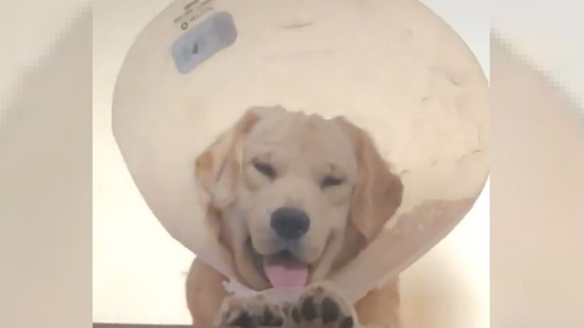 Illustration : "Drôle de surprise pour la maîtresse de ce chien qui était censé ne plus porter la collerette vétérinaire qu'il détestait ! (Vidéo)"
