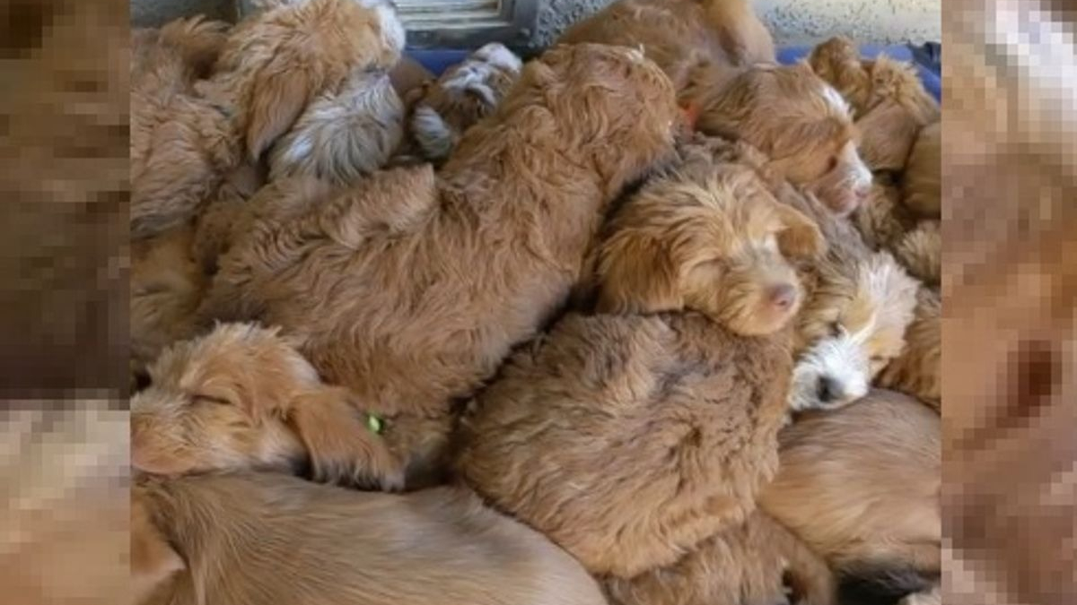 Illustration : "Cette vidéo représentant un amas de chiots Labradoodles faisant la sieste attendrit des milliers d'internautes"