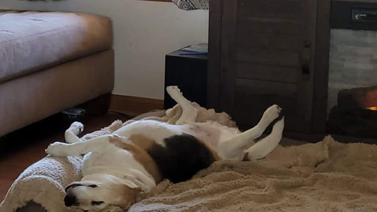 Illustration : "Abandonné sur un parking, un Beagle vit désormais sa meilleure vie au sein d'un foyer aimant"
