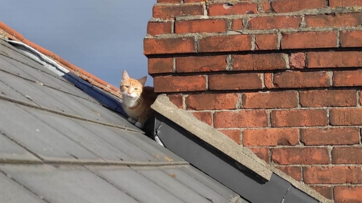 Illustration : "Un chaton coincé sur le toit d'une maison est soulagé de retrouver son propriétaire de 5 ans avec l'aide des pompiers"