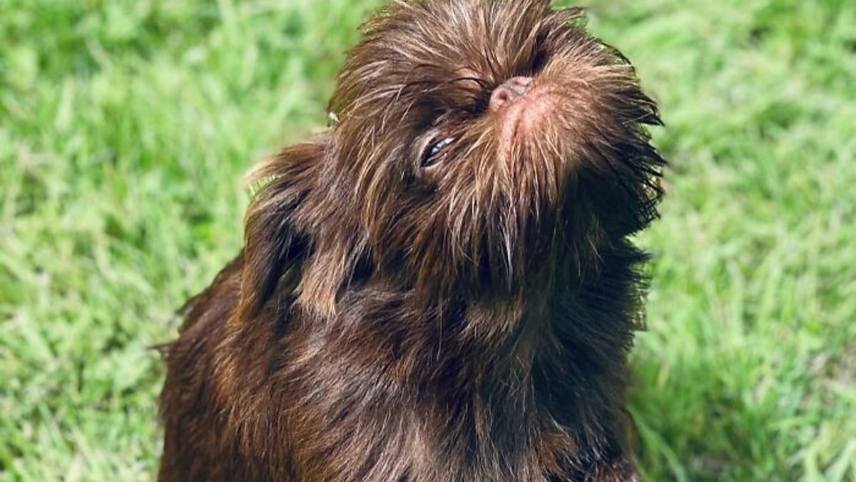 Illustration : "12 photos d'un chien ressemblant à la fois à Chewbacca et Gizmo !"