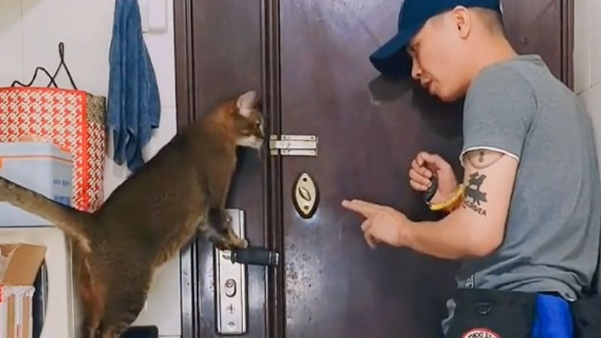 Illustration : "Il apprend à son chat à ouvrir la porte, des millions d'internautes sont subjugués par leur complicité (vidéo)"