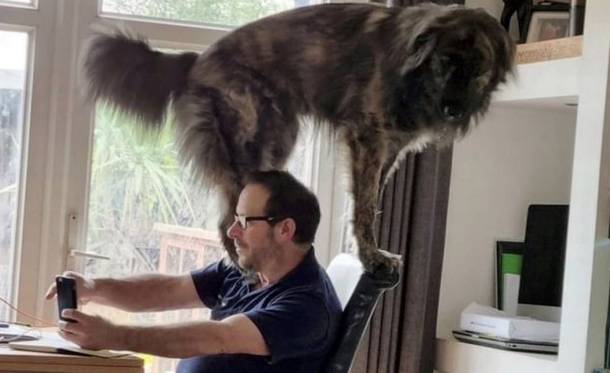 Illustration : "Pour obtenir l'attention de son propriétaire, ce chien imposant interrompt un appel vidéo en grimpant effrontément sur sa chaise !"