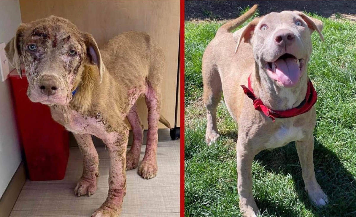 Illustration : "L'incroyable transformation, en l'espace d'un mois, d'un chien sévèrement négligé et rongé par la gale émeut les internautes"