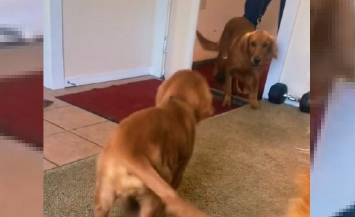 Illustration : "Une famille adopte une femelle Golden Retriever et la réunit avec son chiot. Les retrouvailles émeuvent des millions d'internautes (vidéo)"