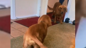 Illustration : Une famille adopte une femelle Golden Retriever et la réunit avec son chiot. Les retrouvailles émeuvent des millions d'internautes (vidéo)
