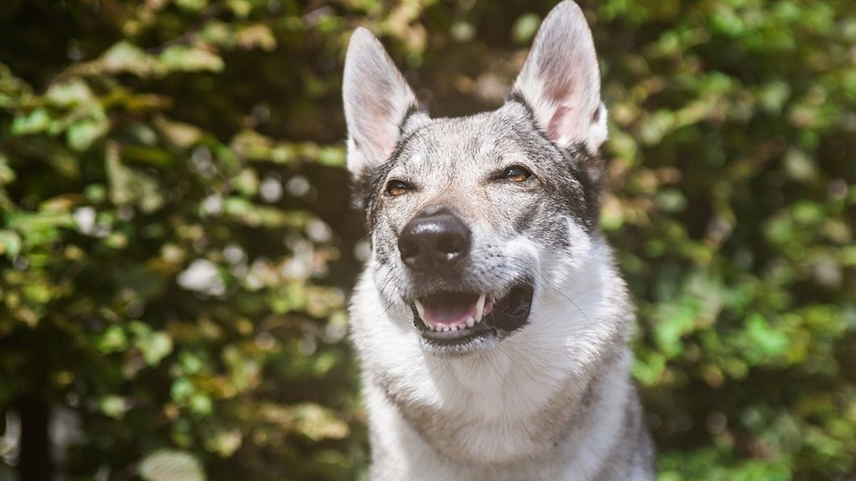 Illustration : "12 magnifiques races de chiens ressemblant à des loups"