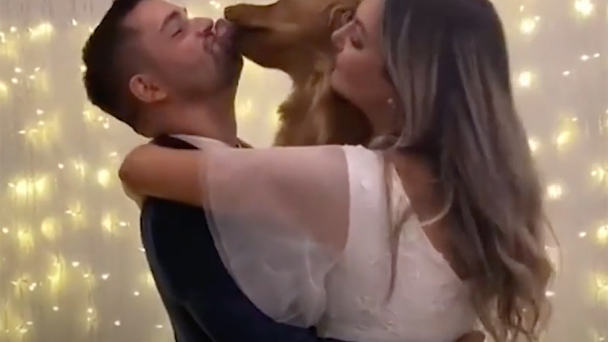 Illustration : "Un Golden Retriever assiste au mariage de ses propriétaires et les rejoints sur la piste pour la première danse ! (Vidéo) "