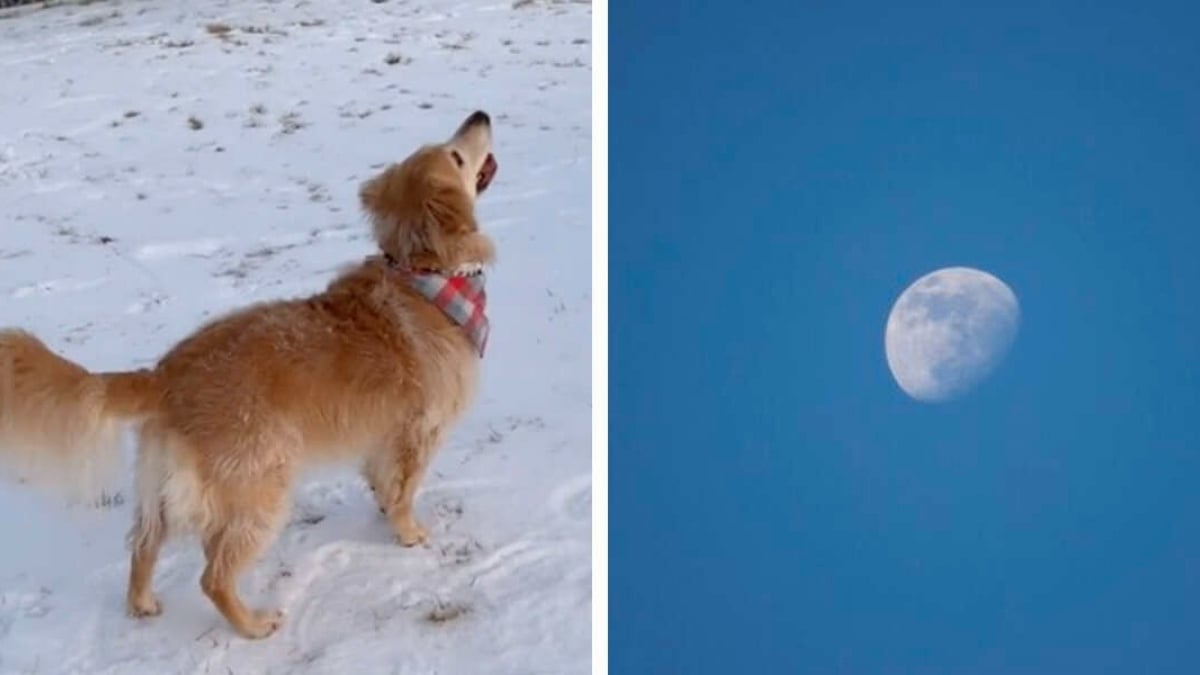 Illustration : "Cette chienne regarde le ciel et devient toute excitée en remarquant la lune pour la première fois de sa vie ! (Vidéo)"